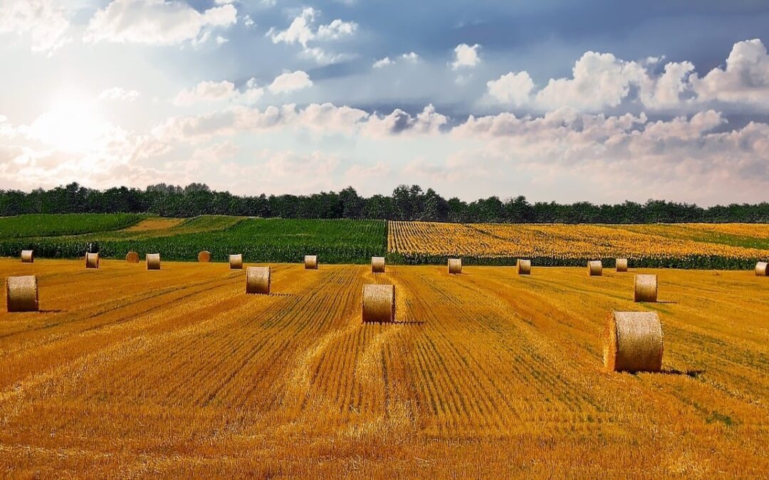 Real Estate Sale and Purchase in Hungary: Not Always as Straightforward as It Seems – A Focus on Agricultural Land