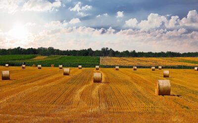Real Estate Sale and Purchase in Hungary: Not Always as Straightforward as It Seems – A Focus on Agricultural Land